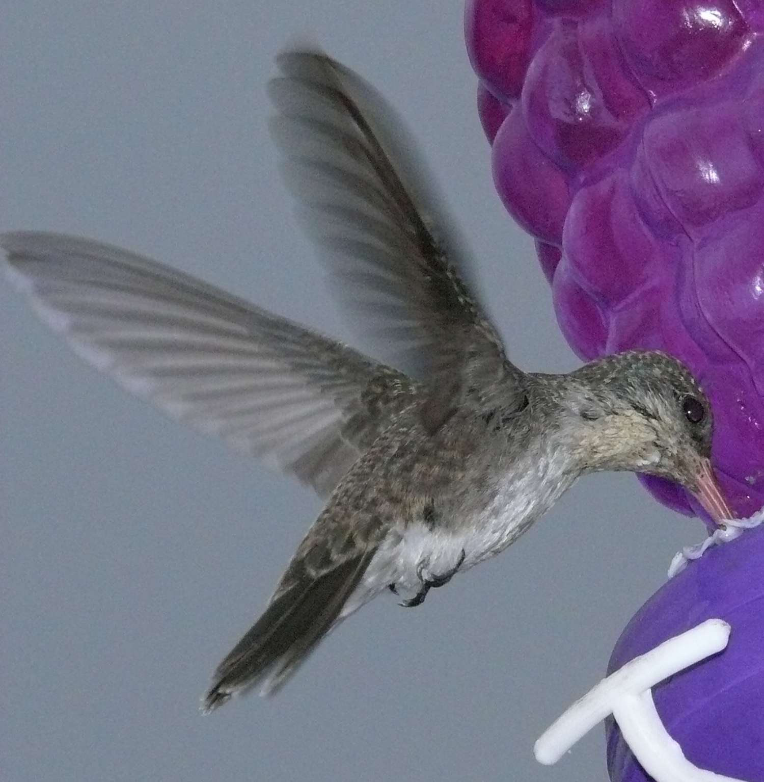 Hummingbird Closeup.jpg